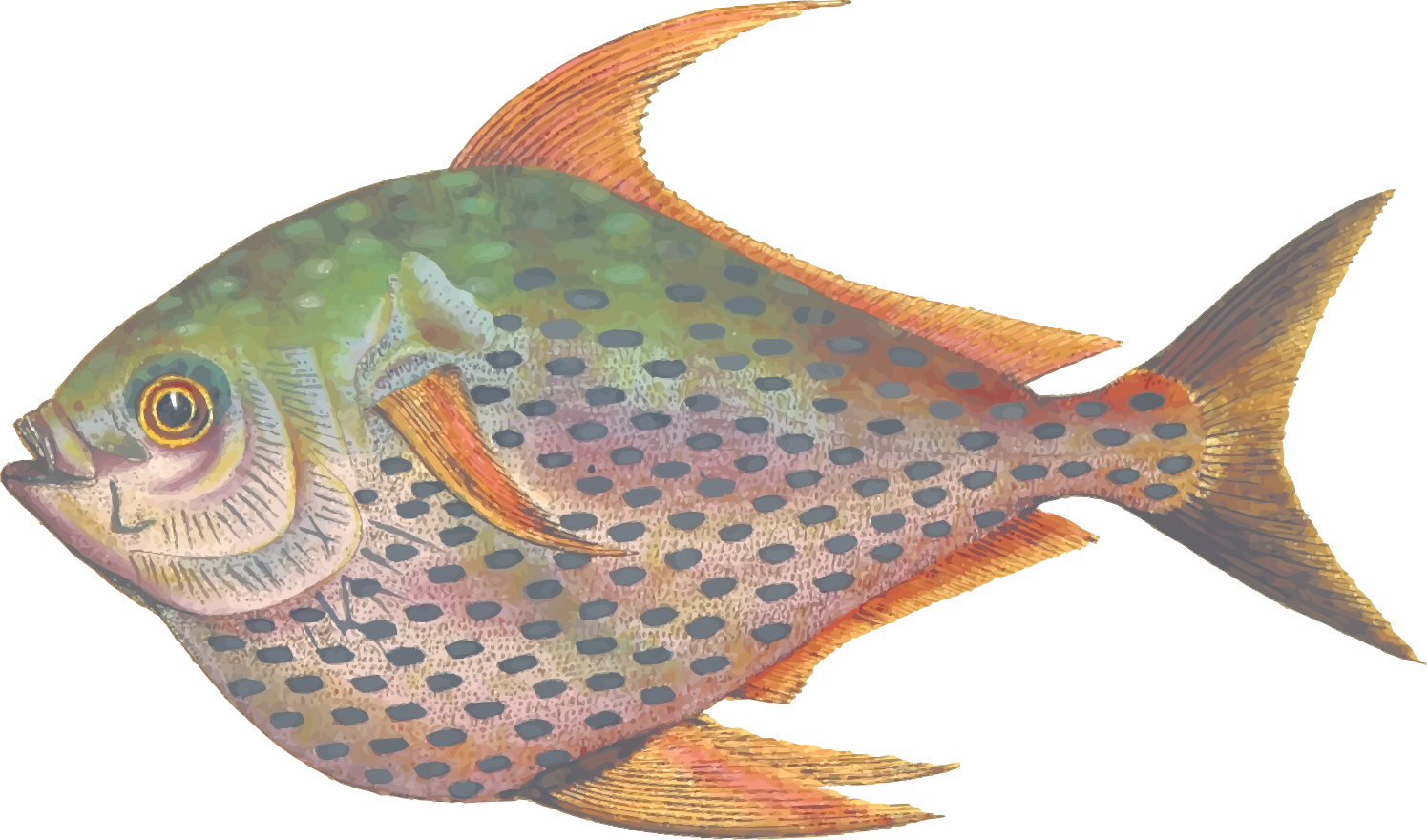 Opah Clip Art Image - ClipSafari